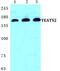 YEATS Domain Containing 2 antibody, PA5-36939, Invitrogen Antibodies, Western Blot image 