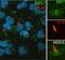 Bardet-Biedl Syndrome 7 antibody, 13458-1-AP, Proteintech Group, Immunofluorescence image 