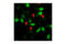 Cyclin Dependent Kinase 1 antibody, 4539T, Cell Signaling Technology, Immunocytochemistry image 