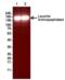 Leucine aminopeptidase  antibody, 54-325, ProSci, Western Blot image 