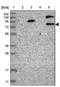 DEAD-Box Helicase 4 antibody, NBP2-13908, Novus Biologicals, Western Blot image 