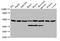 Enolase 1 antibody, A52767-100, Epigentek, Western Blot image 