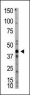 MSTN antibody, PA5-11936, Invitrogen Antibodies, Western Blot image 