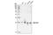 Rac Family Small GTPase 1 antibody, 2465S, Cell Signaling Technology, Western Blot image 