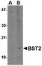 CD317 antibody, 4661, ProSci, Western Blot image 