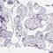 Chromosome 20 Open Reading Frame 85 antibody, HPA058271, Atlas Antibodies, Immunohistochemistry frozen image 