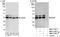 Heparin Binding Growth Factor antibody, NBP1-71925, Novus Biologicals, Western Blot image 