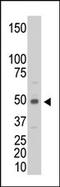 Creatine kinase M-type antibody, AP13642PU-N, Origene, Western Blot image 