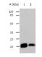 ADP Ribosylation Factor 6 antibody, TA321391, Origene, Western Blot image 