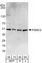 Proteasome 26S Subunit, ATPase 4 antibody, A303-849A, Bethyl Labs, Western Blot image 