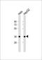 Aldo-keto reductase family 1 member C2 antibody, LS-C394101, Lifespan Biosciences, Western Blot image 