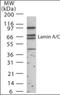 Lamin A/C antibody, orb86511, Biorbyt, Western Blot image 
