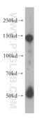 SPARC Like 1 antibody, 13517-1-AP, Proteintech Group, Western Blot image 