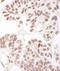 Histone deacetylase 2 antibody, A300-705A, Bethyl Labs, Immunohistochemistry paraffin image 