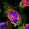 Tight Junction Protein 1 antibody, HPA001636, Atlas Antibodies, Immunofluorescence image 