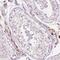 Zinc finger protein 639 antibody, NBP2-49035, Novus Biologicals, Immunohistochemistry frozen image 