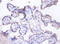 Milk Fat Globule-EGF Factor 8 Protein antibody, LS-C211797, Lifespan Biosciences, Immunohistochemistry paraffin image 