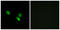 Mitochondrial Ribosomal Protein S18C antibody, LS-C119612, Lifespan Biosciences, Immunofluorescence image 