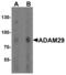 ADAM Metallopeptidase Domain 29 antibody, MBS153520, MyBioSource, Western Blot image 