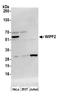 WAS/WASL Interacting Protein Family Member 2 antibody, A305-248A, Bethyl Labs, Western Blot image 