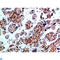 CDw293 antibody, LS-C814227, Lifespan Biosciences, Immunohistochemistry paraffin image 
