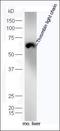 Coagulation Factor II, Thrombin antibody, orb158601, Biorbyt, Western Blot image 