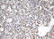 Chromobox 8 antibody, LS-C175338, Lifespan Biosciences, Immunohistochemistry paraffin image 
