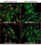 Hypoxia-inducible factor 1-alpha antibody, A300-286A, Bethyl Labs, Immunofluorescence image 