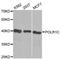 DNA-directed RNA polymerases I and III subunit RPAC1 antibody, A0269, ABclonal Technology, Western Blot image 