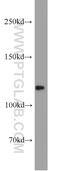 Protein kinase C-binding protein NELL2 antibody, 11268-1-AP, Proteintech Group, Western Blot image 