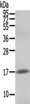 Hypocretin antibody, TA351472, Origene, Western Blot image 