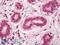 Cyclin B1 antibody, LS-B8608, Lifespan Biosciences, Immunohistochemistry frozen image 