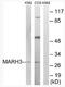 antibody, AP33225PU-N, Origene, Western Blot image 