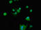 Src-Related Kinase Lacking C-Terminal Regulatory Tyrosine And N-Terminal Myristylation Sites antibody, LS-C673996, Lifespan Biosciences, Immunofluorescence image 