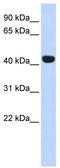 PHD1 antibody, TA345486, Origene, Western Blot image 