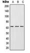 Carboxylesterase 2 antibody, orb214832, Biorbyt, Western Blot image 