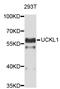 Uridine-Cytidine Kinase 1 Like 1 antibody, STJ26878, St John