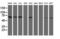 Pap7 antibody, M05645, Boster Biological Technology, Western Blot image 