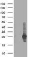 Polysaccharide Biosynthesis Domain Containing 1 antibody, LS-C173150, Lifespan Biosciences, Western Blot image 
