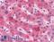 Angiotensinogen antibody, LS-A9701, Lifespan Biosciences, Immunohistochemistry frozen image 
