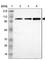 NBS antibody, HPA001429, Atlas Antibodies, Western Blot image 