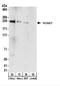 Rho-guanine nucleotide exchange factor antibody, NBP2-22282, Novus Biologicals, Western Blot image 