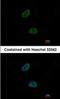 GID Complex Subunit 8 Homolog antibody, NBP1-32596, Novus Biologicals, Immunocytochemistry image 