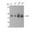 COP9 Signalosome Subunit 5 antibody, STJ93788, St John