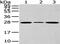 CD63 Molecule antibody, CSB-PA259468, Cusabio, Western Blot image 