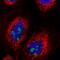Tripartite Motif Containing 27 antibody, NBP2-54993, Novus Biologicals, Immunofluorescence image 