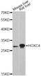 Homeobox C4 antibody, A13856, ABclonal Technology, Western Blot image 