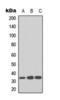Cyclin Dependent Kinase 1 antibody, orb393239, Biorbyt, Western Blot image 
