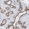 Myocilin antibody, HPA027364, Atlas Antibodies, Immunohistochemistry paraffin image 