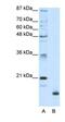 Ribosomal Protein L32 antibody, orb324834, Biorbyt, Western Blot image 